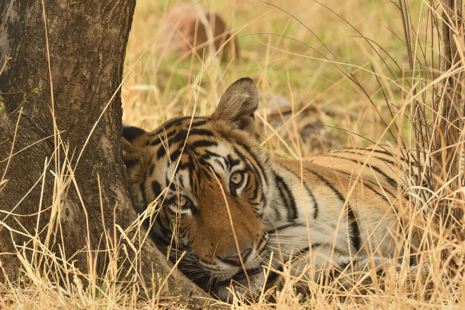 Ranthambore